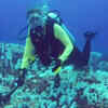 Article image for: Dying coral threatens Australia's <i class="tbold">christmas island</i>: Research