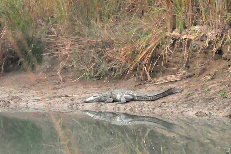 A croc
