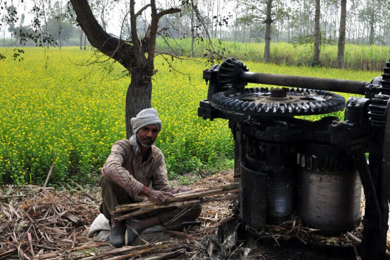 A making jaggery