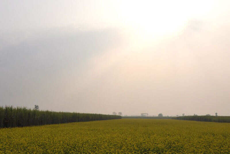 A mustard field