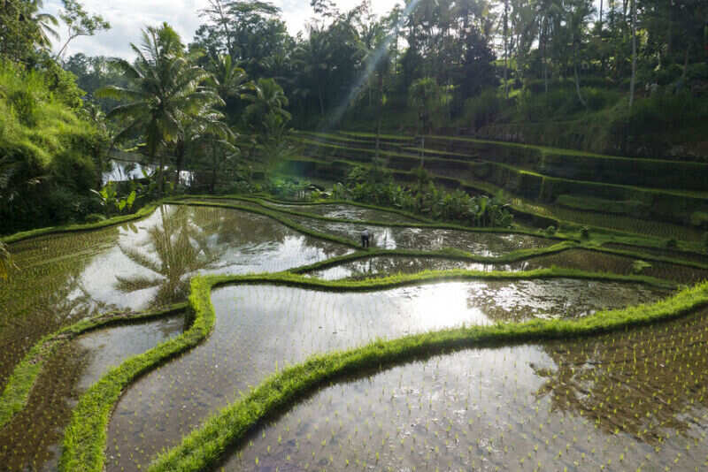 Ubud