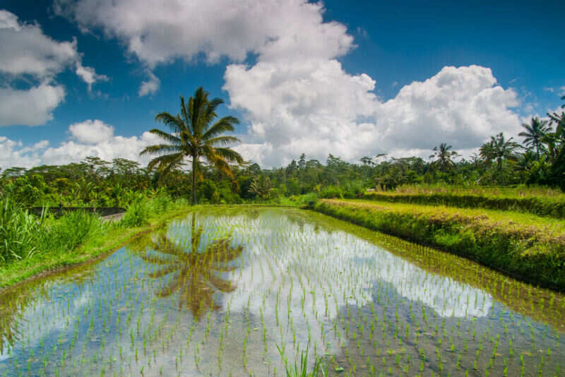 Tegalalang rice fields