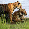 Article image for: New pictures of <i class="tbold">ranthambore national park</i>