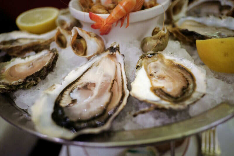 Oysters