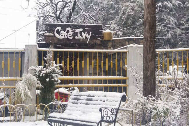 Cafe Ivy