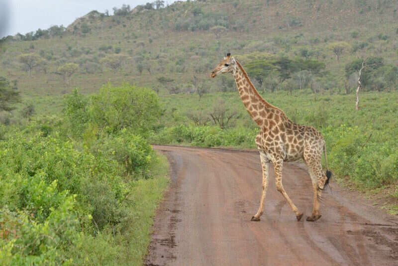 South Africa -1