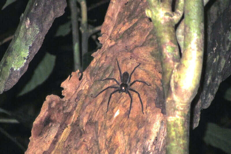 Spider spotted on the night jungle walk
