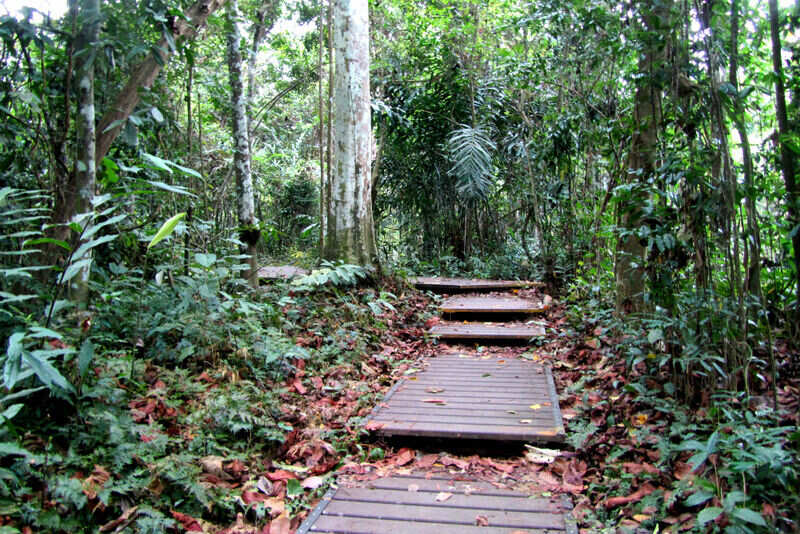 The jungle trail