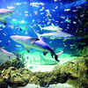 Sea Life Sydney Aquarium Sydney Times of India Travel