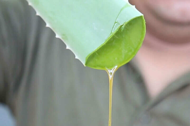 Aruba_Aloe_Vera_sap