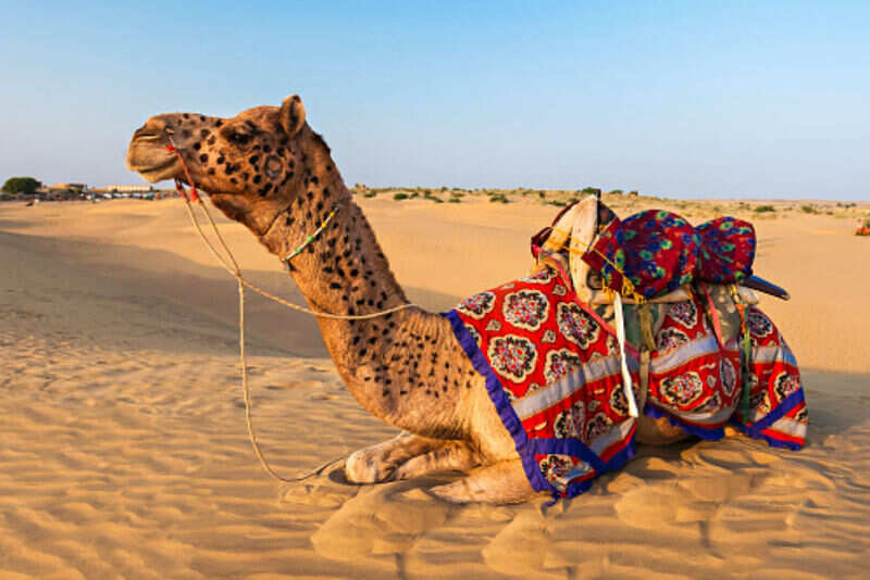 camel