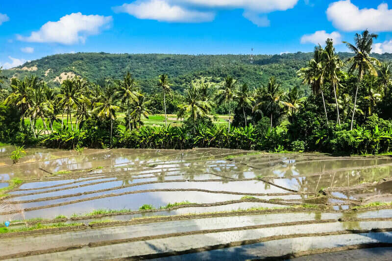 Tegallalangs rice terraces