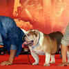 Article image for: This is how dog Bradman steals the show at ‘<i class="tbold">dishoom</i>’ success bash