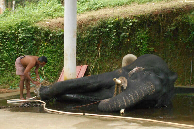 Elephant bath at Koni