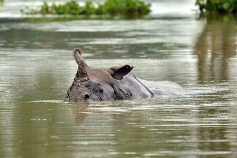 Kaziranga