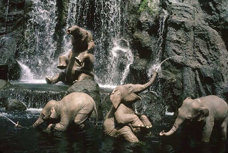 animal kingdom