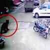 Article image for: Watch: Bear strays into residential area, creates panic