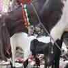 Article image for: Eid-ul-Adha: Spur in demand for items to decorate sacrificial animals