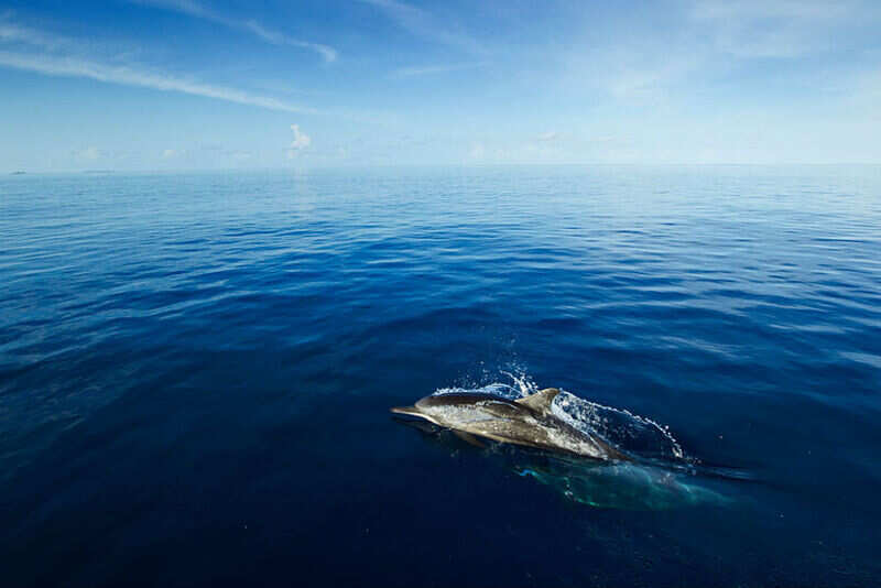 dolphin maldives