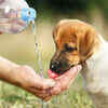 Ensure they stay well-hydrated