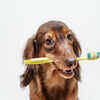 Get a dental check-up done