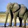 Article image for: See the latest photos of <i class="tbold">namibia</i>