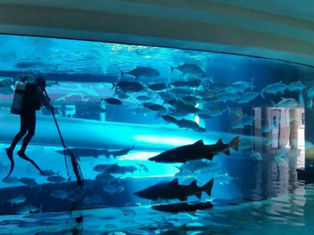 Explore the Shark Tank at Golden Nugget Las Vegas