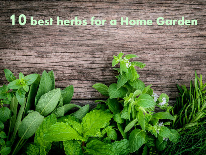 10 best herbs for a Home Garden | The Times of India