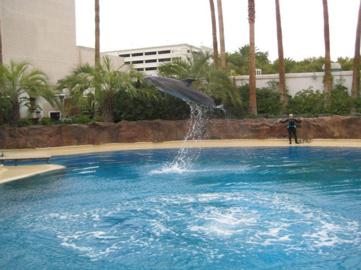 Siegfried & Roy's Secret Garden and Dolphin Habitat is a roaring Las Vegas  experience - Las Vegas Magazine