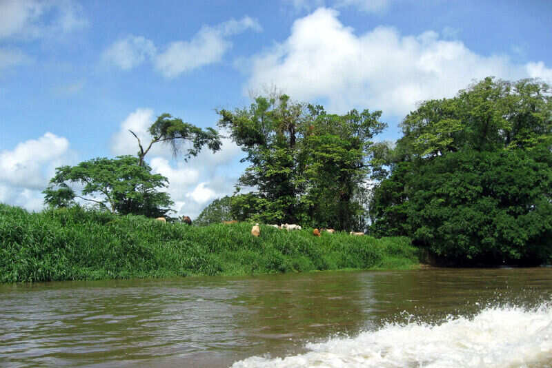 Tortuguero