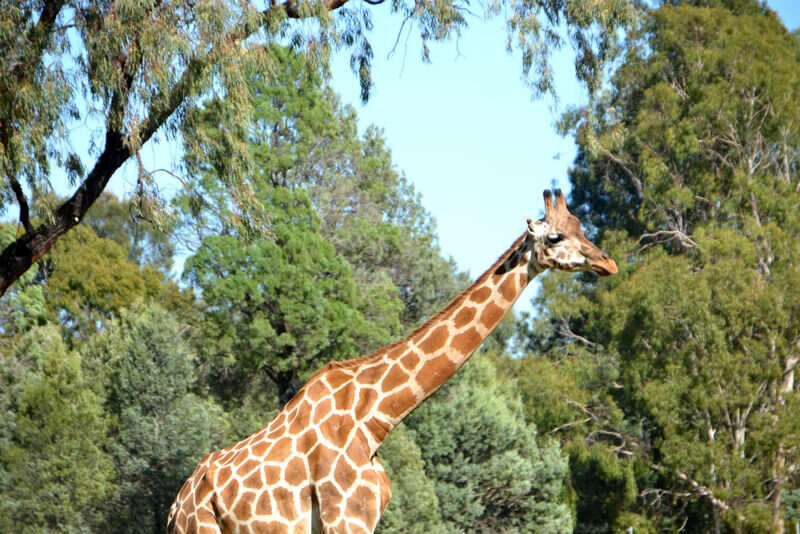 A Giraffe looking