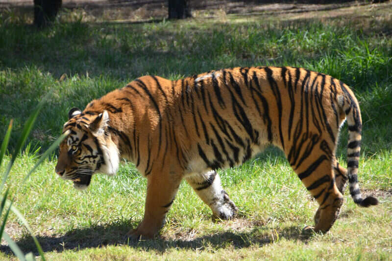 Sumatran tiger enjoying the sun 