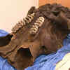 Article image for: Ice age skeleton found in <i class="tbold">michigan</i>