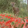 Article image for: Rescued deer returns to make a <i class="tbold">surprise visit</i>