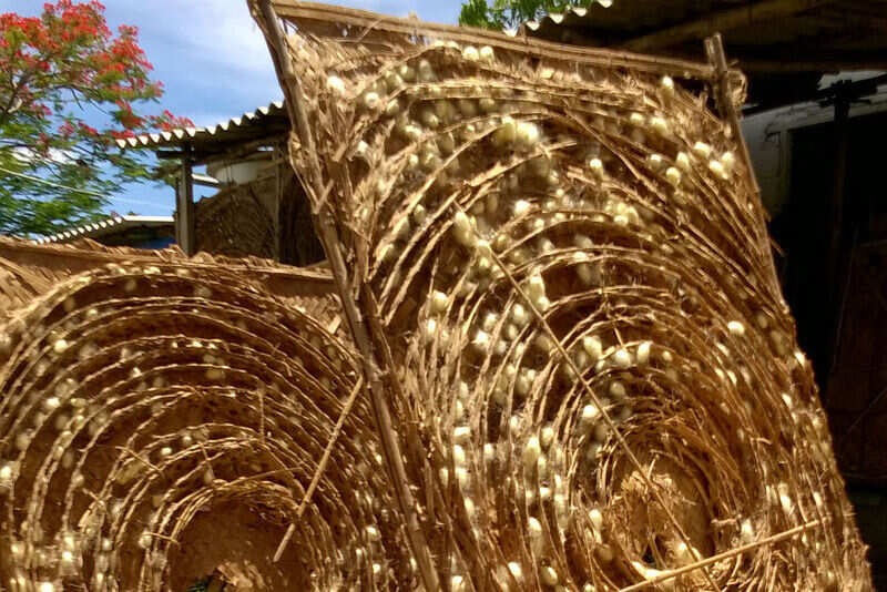 Silkworm rearing in Ramnagar