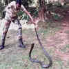 Article image for: Watch: 16-ft-long rare king cobra rescued from <i class="tbold">similipal tiger reserve</i>