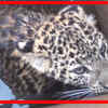 Article image for: Watch: Leopard rescued from well