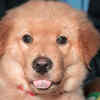 Mr. Innocent eyes