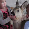 Article image for: Injured baby <i class="tbold">deer</i> now beloved family pet