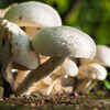 Eat more mushrooms