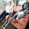 great dane sitting on owner