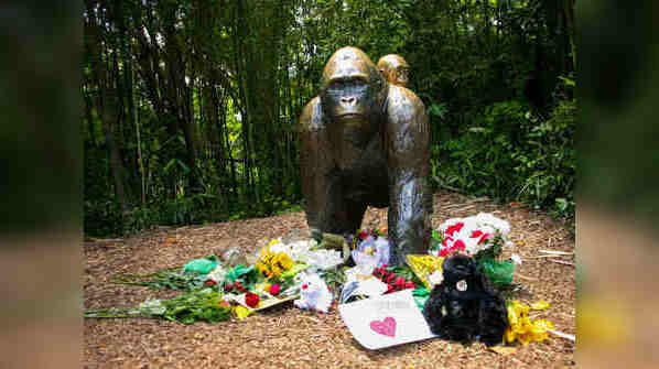 Harambe Gorilla