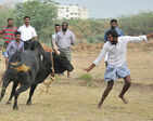 Defying Supreme Court, Jallikattu held near Madurai