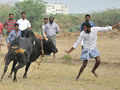 Defying Supreme Court, Jallikattu held near Madurai