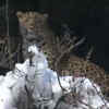 Article image for: Endangered <i class="tbold">snow leopard</i> spotted in Kashmir