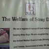 Article image for: 16-year-old student organises charity event for stray dogs