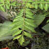 Curry leaves