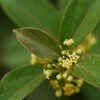Gymnema Sylvestre leaves