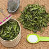 ​Stevia plant