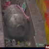 Article image for: Kanpur: 1 killed, 2 injured in helium cylinder blast